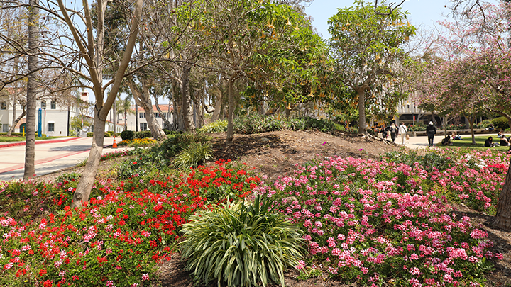 Images of the Geranium ivies outside SDSU's Scripps Cottage