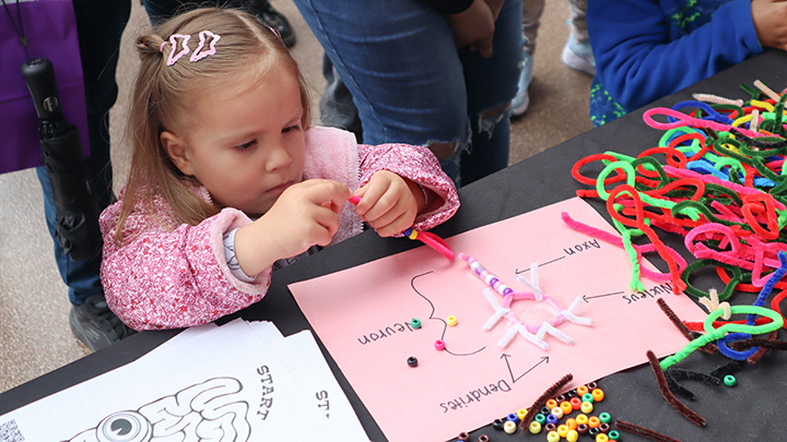 A young blond girl in a pink jacket is playing with pipe cleaners at a table with a paper showing the parts of a cell.