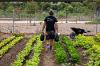 An urban farm at SDSU Mission Valley, next to the remodeled trolley plaza, cultivates a partnership between SDSU and MAKE Projects, which offers job readiness training for refugee and immigrant women.