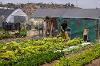 An urban farm at SDSU Mission Valley, next to the remodeled trolley plaza, cultivates a partnership between SDSU and MAKE Projects, which offers job readiness training for refugee and immigrant women.