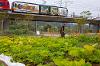 An urban farm at SDSU Mission Valley, next to the remodeled trolley plaza, cultivates a partnership between SDSU and MAKE Projects, which offers job readiness training for refugee and immigrant women.