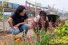 An urban farm at SDSU Mission Valley, next to the remodeled trolley plaza, cultivates a partnership between SDSU and MAKE Projects, which offers job readiness training for refugee and immigrant women.