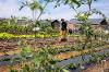 An urban farm at SDSU Mission Valley, next to the remodeled trolley plaza, cultivates a partnership between SDSU and MAKE Projects, which offers job readiness training for refugee and immigrant women.