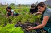 An urban farm at SDSU Mission Valley, next to the remodeled trolley plaza, cultivates a partnership between SDSU and MAKE Projects, which offers job readiness training for refugee and immigrant women.