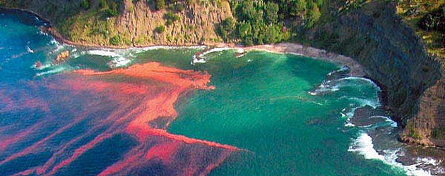 Red algal bloom at Leigh, near Cape Rodney, New Zealand. Photo by Miriam Godfrey for New Zealand's National Institute of Water and Atmospheric Research.
