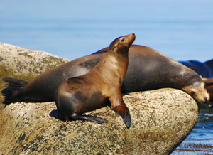 The California Sea Lion genome is estimated to be similar in length to the human genome.