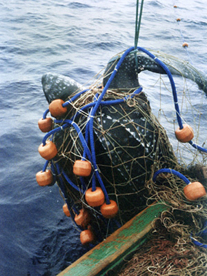 A leatherback turtle (Dermochelys coriacea) entangled in gillnet fishing gear. Photo credit: Projecto Karumbe