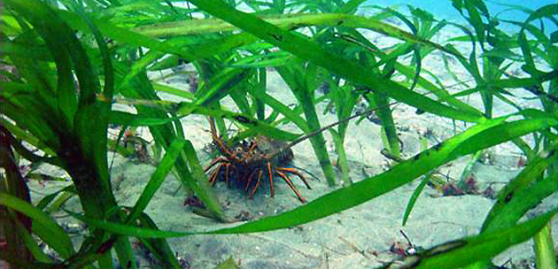 Spiny lobsters are the most valuable fishery species in Southern California.