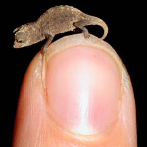 Brookesia micra chameleon perched upon a researcher's finger.  (Photo courtesy of PLoS ONE)