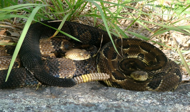 Small groups of female timber rattlesnakes aggregated in the wild. Photo credit: Matthew Simon