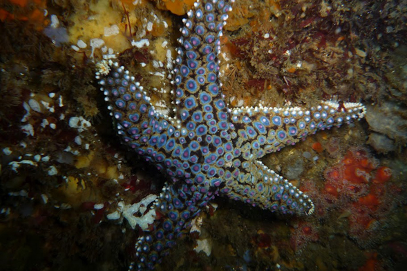 A giant sea star (Photo credit: Renee Dolecal)