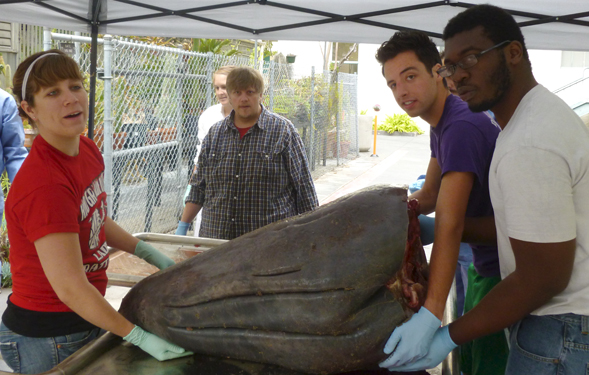 Graduate Biology students Sarah Stachura Kienle (left), Nick Zellmer, and Biology major Will Itie (far right) lift the gray whale head onto the dissecting table.