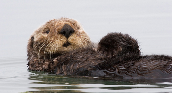 The sea otter is one of many marine mammals discussed in Berta's book.