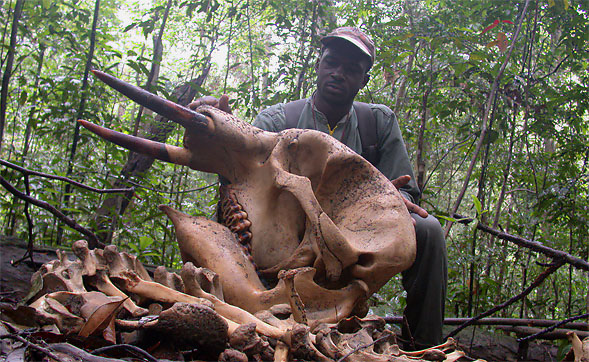Illegal hunting is a severe threat to wildlife in many protected areas.  Shown is the skull of a young forest elephant (Loxodonta cyclotis) killed in southern Gabon (photo  Ralph Buij).