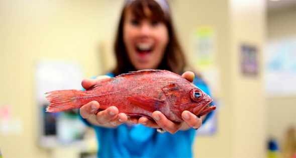A Vermillion Rockfish at the 2013 open house.