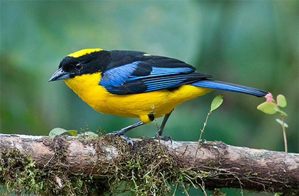 A Blue-winged Mountain-Tanager.