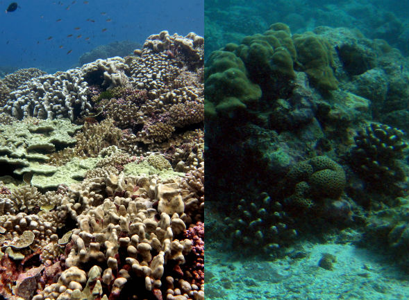 On the left is a coral-covered reef. On the right is one dominated by algae. Photo courtesy: Linda Wegley Kelly