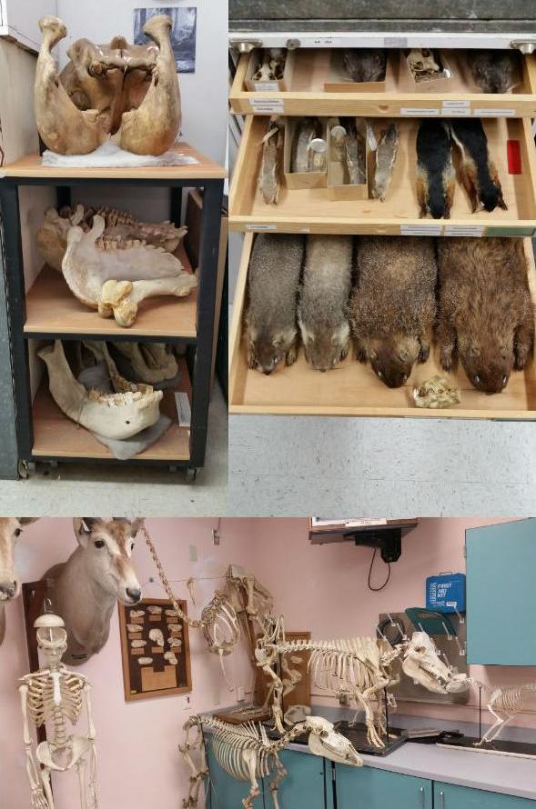 Bones and skins from some 6,000 specimens reside in the collection.