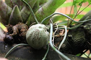 A cacao pod from Theobroma cacao, or chocolate tree