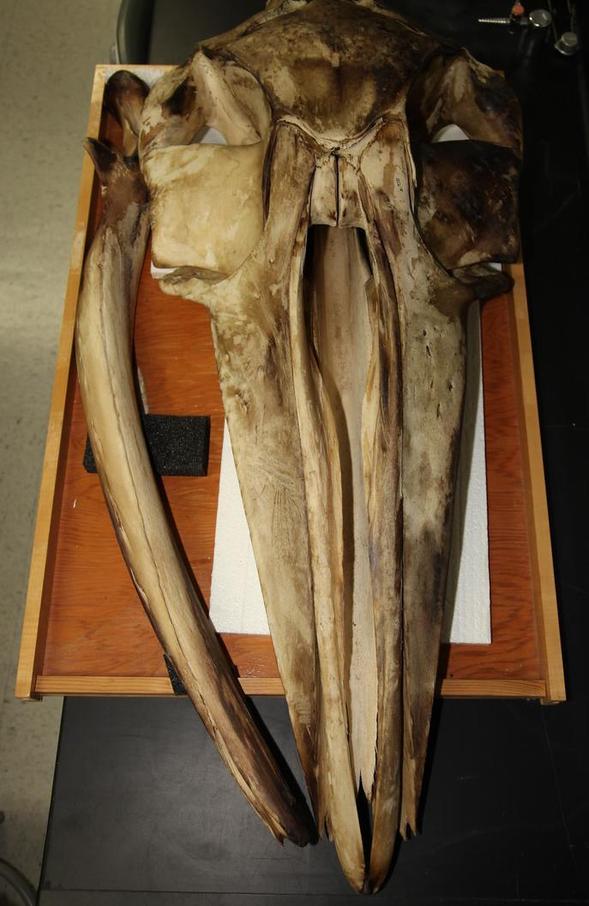 The fin whale skull in this study now resides in SDSU's Museum of Biodiversity.