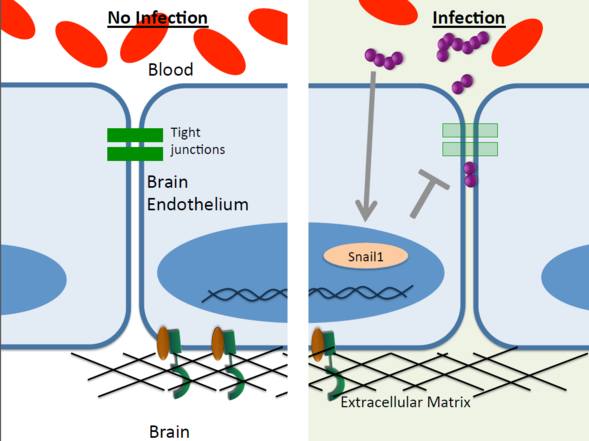 This diagram shows how the Snail1 transcription factor protein leads to the breakdown of tight junctions between blood-brain barrier cells.