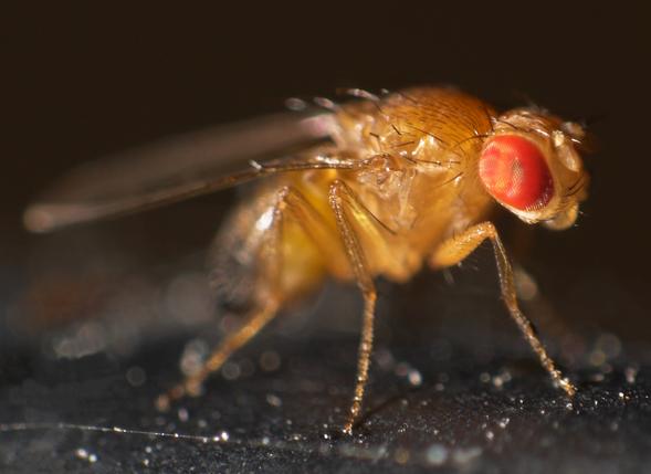 SDSU investigators found that flies with a double-mutation in their myosin protein had better protein function than those with a single mutation. (Photo: Mr. checker/Wikimedia Commons)