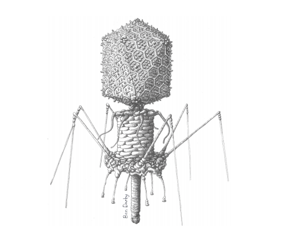 SDSU biologists modified a T4 phage to see how its ability to stick to mucus influenced its ability to hunt bacteria. (Illustration: Ben Darby)