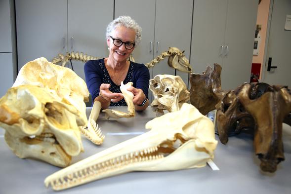 Biologist Annalisa Berta, seen here with skulls from a variety of marine mammals, was elected a fellow of the American Association for the Advancement of Science.