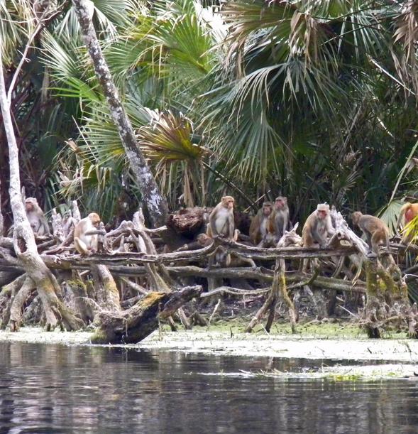 A group of rhesus macaques gathers along the Silver River in Florida's Silver Springs State Park. Photo courtesy of the National Geographic Society.