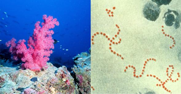 In the micro-environment surrounding coral reefs, an interesting survival dynamic plays out between microbes and viruses. (Photo credits: Wikimedia Commons/Linda Wade &amp; CDC PHIL)