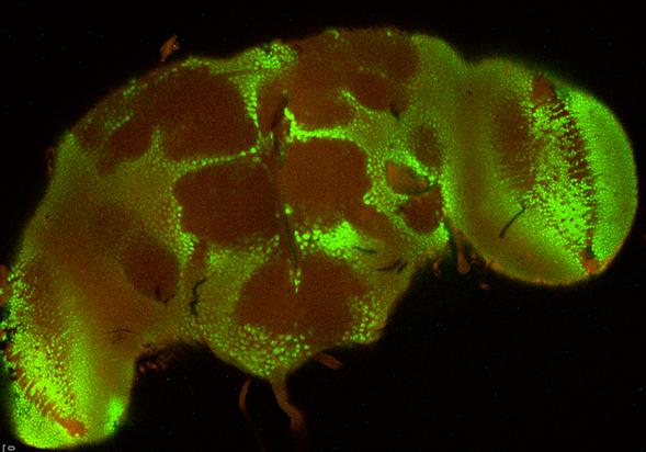 A picture of an adult fruit fly brain taken under a confocal microscope. (Credit: SDSU Department of Biology)