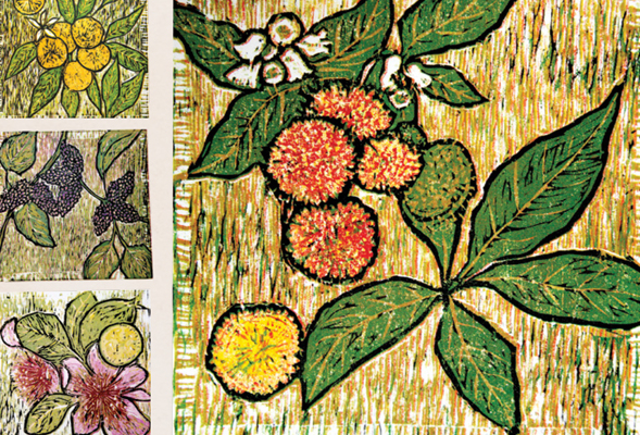 Woodcut illustrations adorn Hannah Murdoch's Edible Flora: SDSU's edible gardens.