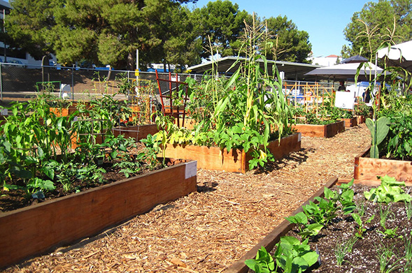 The SDSU Children's Center contributes its food waste to the College Area Community Garden, which turns it into compost. (Credit: CACG)