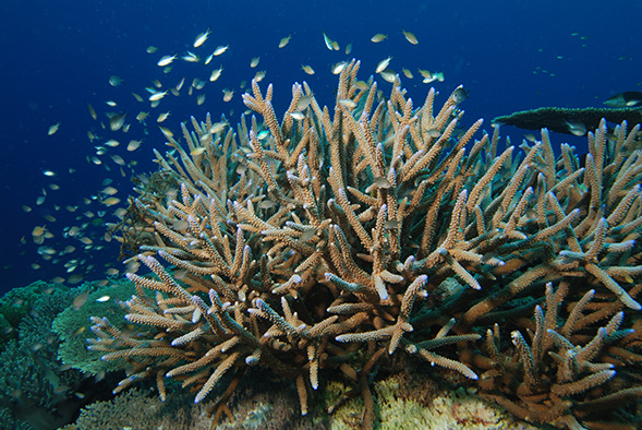SDSU biology graduate student Amanda Alker's research focuses on the settlements of coral reefs.