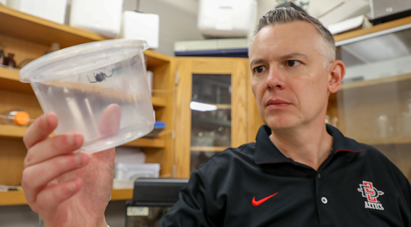 SDSU associate professor of analytical chemistry Gregory Holland holds a Black Widow spider