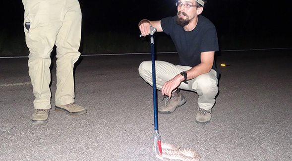 Hannes Schraft and a research team gathered rattlesnakes near Yuma, Arizona.