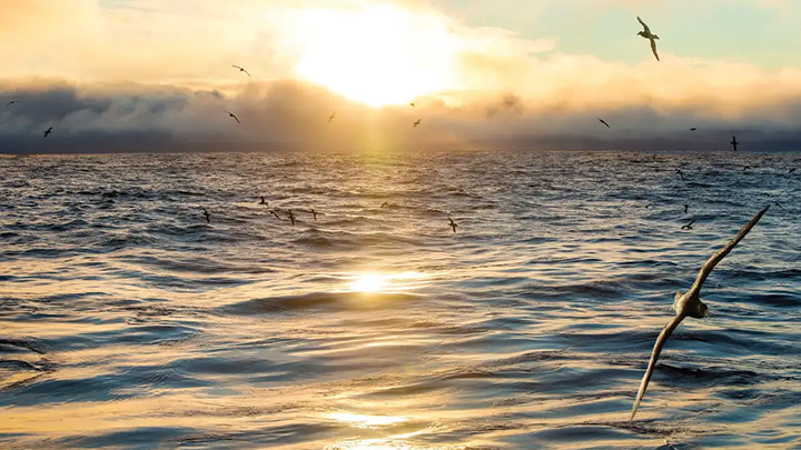 A view of the sunrise and petrels from the D/V JOIDES Resolution during a sediment coring expedition to the southeast Pacific led by SDSU and Rutgers University researchers in 2019. (Photo: A view of the sunrise and petrels from the D/V JOIDES Resolution during a sediment coring expedition to the southeast Pacific led by SDSU and Rutgers University researchers in 2019. (Photo: Sarah Kachovich/International Ocean Discovery Program Imaging Specialist) )