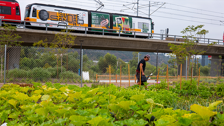 MAKE Farm’s CSA program trains participants in agriculture, job skills, and English for career growth.