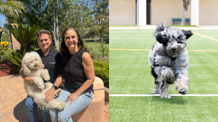 On the left, a man and woman sit on a bench. The man is holding a cuddly white labradoodle whose front paws are hanging over jis arm. On the right, a larger, black and white goldendoodle gallops toward the camera across a green sports field.